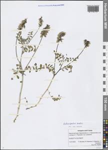 Astragalus eucosmus B.L.Rob., Siberia, Chukotka & Kamchatka (S7) (Russia)