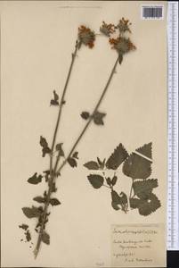 Leonotis nepetifolia (L.) R.Br., America (AMER) (Cuba)