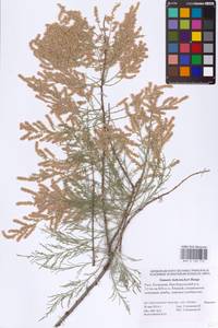 Tamarix hohenackeri Bunge, Eastern Europe, Lower Volga region (E9) (Russia)