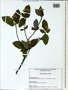 Cornus alba L., Siberia, Western Siberia (S1) (Russia)