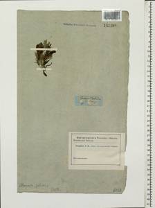 Cymbaria daurica L., Siberia, Baikal & Transbaikal region (S4) (Russia)