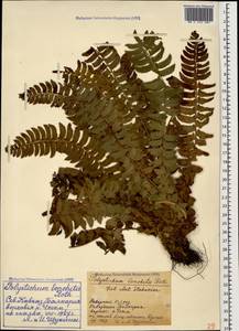 Polystichum lonchitis (L.) Roth, Caucasus, Stavropol Krai, Karachay-Cherkessia & Kabardino-Balkaria (K1b) (Russia)