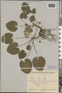 Viola suavis M. Bieb., Eastern Europe, Central forest-and-steppe region (E6) (Russia)