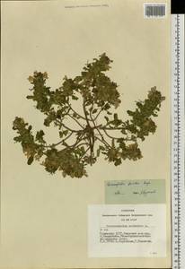 Dracocephalum foetidum Bunge, Siberia, Altai & Sayany Mountains (S2) (Russia)