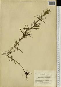 Dracocephalum ruyschiana L., Siberia, Western Siberia (S1) (Russia)
