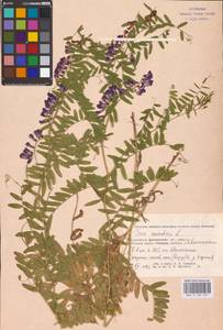 Vicia cassubica L., Eastern Europe, Lower Volga region (E9) (Russia)