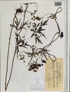 Aconitum volubile Pall., Siberia, Central Siberia (S3) (Russia)