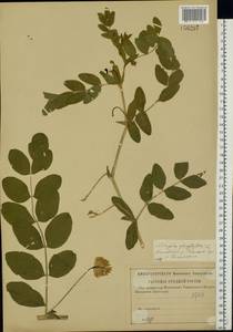 Astragalus glycyphyllos L., Eastern Europe, Central region (E4) (Russia)