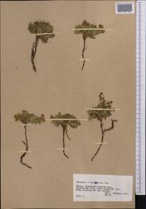 Sibbaldianthe bifurca subsp. bifurca, Middle Asia, Pamir & Pamiro-Alai (M2) (Tajikistan)