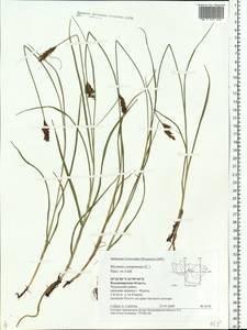 Blysmus compressus (L.) Panz. ex Link, Eastern Europe, Central region (E4) (Russia)