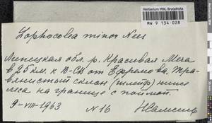 Lophocolea minor Nees, Bryophytes, Bryophytes - Central forest-and-steppe region (B10) (Russia)