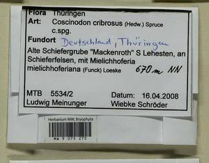 Coscinodon cribrosus (Hedw.) Spruce, Bryophytes, Bryophytes - Western Europe (BEu) (Germany)