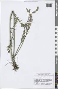 Onobrychis arenaria subsp. arenaria, Eastern Europe, Middle Volga region (E8) (Russia)