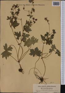 Geranium palustre L., Western Europe (EUR) (Austria)