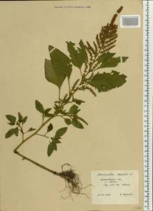 Amaranthus cruentus L., Eastern Europe, Central forest region (E5) (Russia)