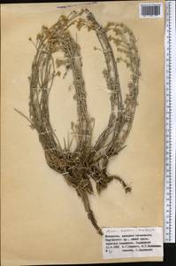 Ajania korovinii S. Kovalevsk., Middle Asia, Western Tian Shan & Karatau (M3) (Kazakhstan)