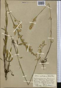 Silene multiflora (Ehrh.) Pers., Middle Asia, Northern & Central Kazakhstan (M10) (Kazakhstan)