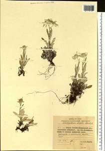 Leontopodium discolor Beauverd, Siberia, Russian Far East (S6) (Russia)
