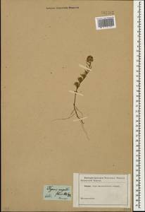 Thymus sipyleus Boiss., Caucasus (no precise locality) (K0)