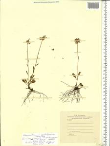 Leucanthemum gaudinii Dalla Torre, Eastern Europe, Central region (E4) (Russia)