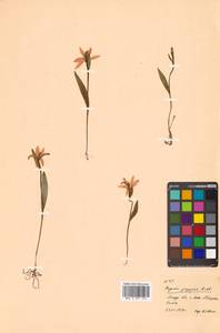 Pogonia japonica Rchb.f., Siberia, Russian Far East (S6) (Russia)