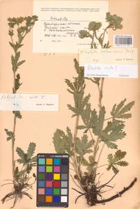 Potentilla recta L., Eastern Europe, Eastern region (E10) (Russia)
