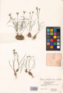 Gagea bulbifera (Pall.) Salisb., Eastern Europe, Lower Volga region (E9) (Russia)