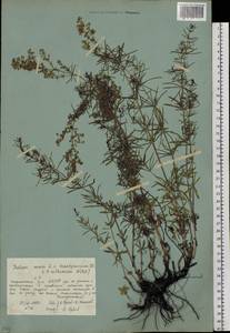 Galium verum subsp. verum, Siberia, Yakutia (S5) (Russia)