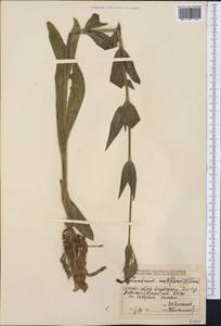Silene noctiflora L., Middle Asia, Dzungarian Alatau & Tarbagatai (M5) (Kazakhstan)