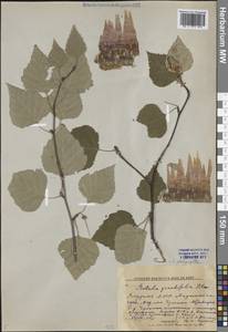 Betula pendula subsp. mandshurica (Regel) Ashburner & McAll., Siberia, Yakutia (S5) (Russia)