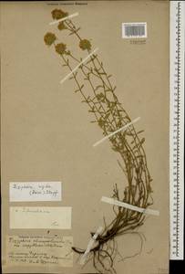 Ziziphora clinopodioides subsp. rigida (Boiss.) Rech.f., Caucasus, Armenia (K5) (Armenia)