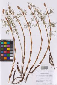 Equisetum sylvaticum L., Eastern Europe, Moscow region (E4a) (Russia)