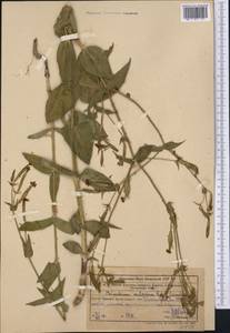Silene ovalifolia (Regel & Schmalh.) Melzheimer, Middle Asia, Western Tian Shan & Karatau (M3) (Uzbekistan)
