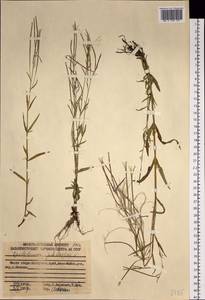 Epilobium palustre L., Siberia, Russian Far East (S6) (Russia)