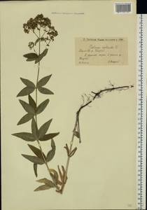 Galium rubioides L., Eastern Europe, Lower Volga region (E9) (Russia)