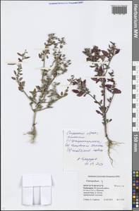 Chenopodium, Eastern Europe, Eastern region (E10) (Russia)