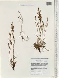 Rumex acetosella L., Eastern Europe, Northern region (E1) (Russia)