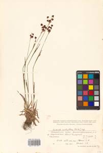 Luzula multiflora (Ehrh.) Lej., Siberia, Russian Far East (S6) (Russia)