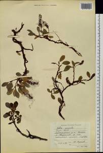 Salix sphenophylla A. K. Skvortsov, Siberia, Yakutia (S5) (Russia)