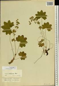 Alchemilla murbeckiana Buser, Eastern Europe, Northern region (E1) (Russia)