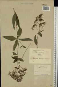 Galium rubioides L., Eastern Europe, North Ukrainian region (E11) (Ukraine)