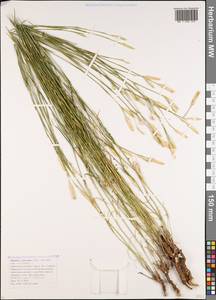 Dianthus pallens M. Bieb., Caucasus, Krasnodar Krai & Adygea (K1a) (Russia)