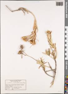 Carlina salicifolia (L. fil.) Cav., Africa (AFR) (Spain)