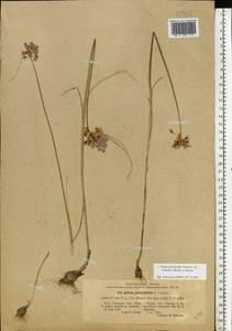 Allium podolicum Blocki ex Racib. & Szafer, Eastern Europe, North Ukrainian region (E11) (Ukraine)