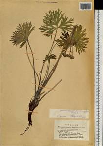 Anemonastrum narcissiflorum subsp. crinitum (Juz.) Raus, Siberia, Altai & Sayany Mountains (S2) (Russia)