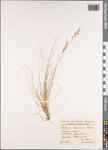Festuca varia Haenke, Caucasus, Georgia (K4) (Georgia)