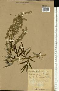 Artemisia vulgaris L., Eastern Europe, North Ukrainian region (E11) (Ukraine)