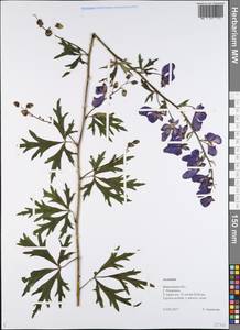 Aconitum, Eastern Europe, Central forest region (E5) (Russia)