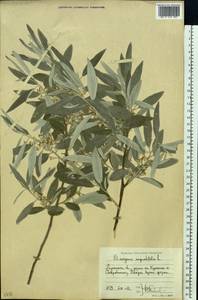 Elaeagnus angustifolia L., Eastern Europe, North Ukrainian region (E11) (Ukraine)