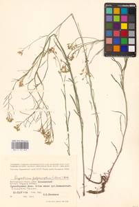 Sisymbrium polymorphum (Murray) Roth, Eastern Europe, Lower Volga region (E9) (Russia)